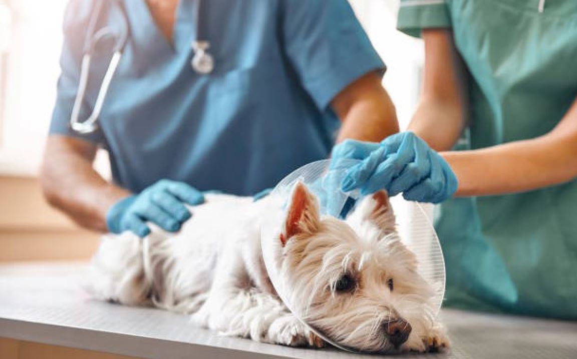 Tier Krankenversicherung für Hunde