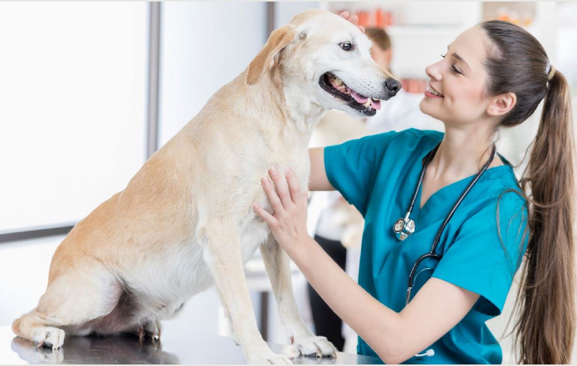 Tier Krankenversicherung für Hunde