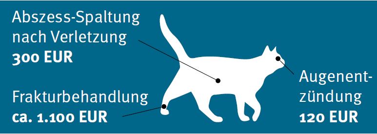 Tier Krankenversicherung für Ihre Katze - Mögliche Kosten!